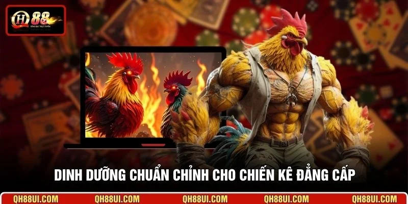 Dinh dưỡng chuẩn chỉnh cho chiến kê đẳng cấp